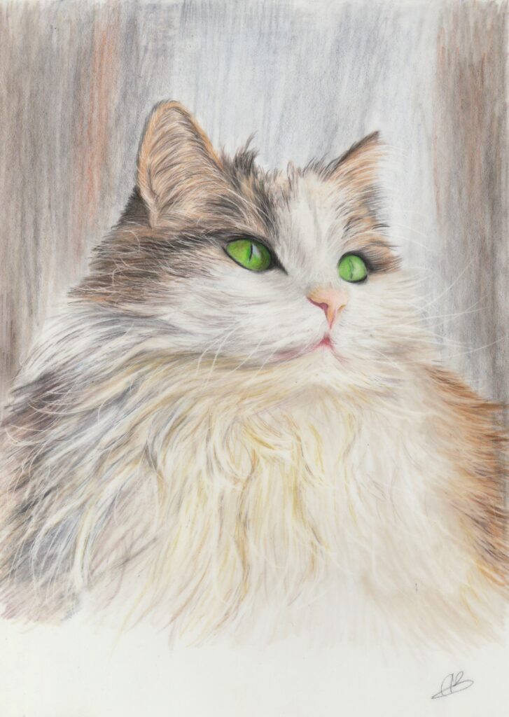 Handgetekend dierenportret: Kat, gemaakt in kleurpotlood