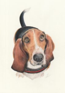 Basset getekend met kleurpotlood op museumkarton – handgemaakt dierenportret met warme, realistische details.
