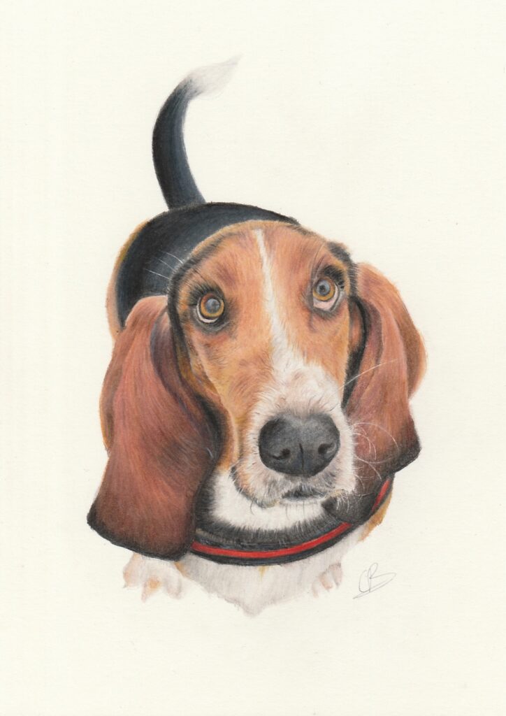 Basset getekend met kleurpotlood op museumkarton – handgemaakt dierenportret met warme, realistische details.