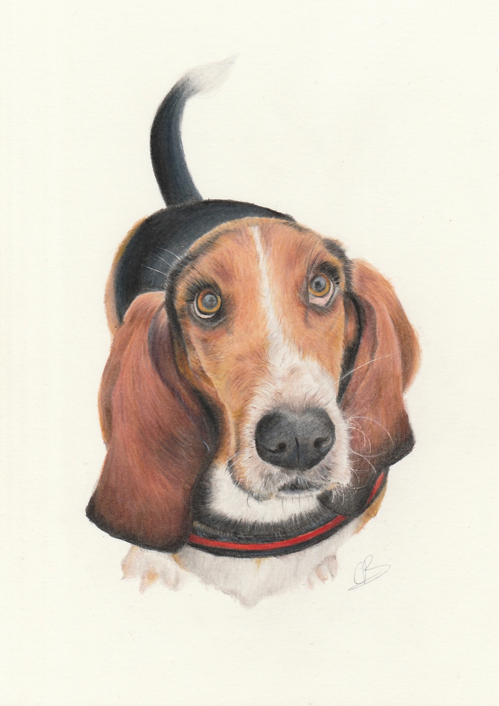Basset getekend met kleurpotlood op museumkarton – handgemaakt dierenportret met warme, realistische details.