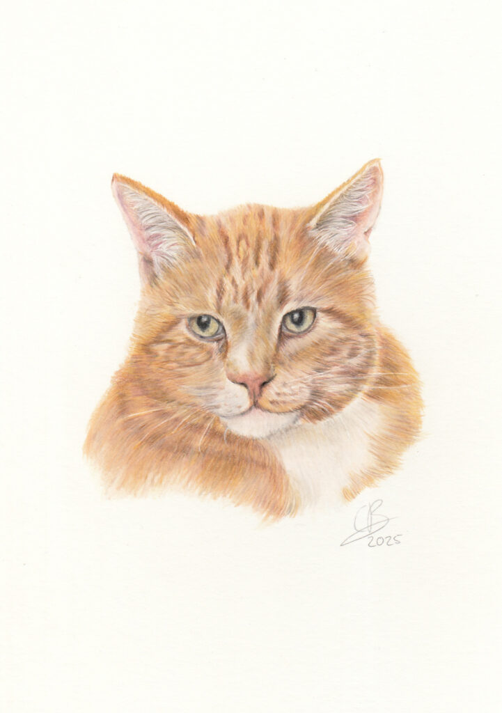 Gedetailleerde tekening van een rode cyperse kat met witte borst, gemaakt met kleurpotlood.