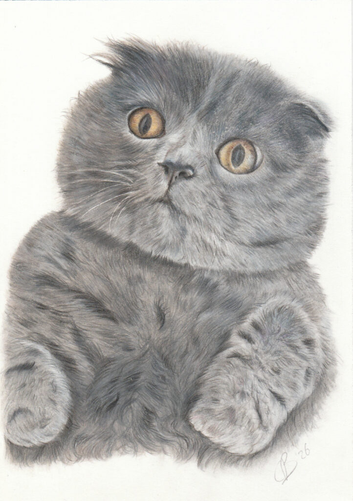 Kleurpotlood tekening van een grijze kat met gevouwen oren (Scottish Fold) en oranje ogen.