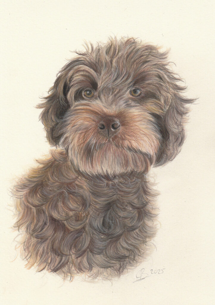 Realistische handgetekende tekening van een bruine Labradoodle in kleurpotlood.