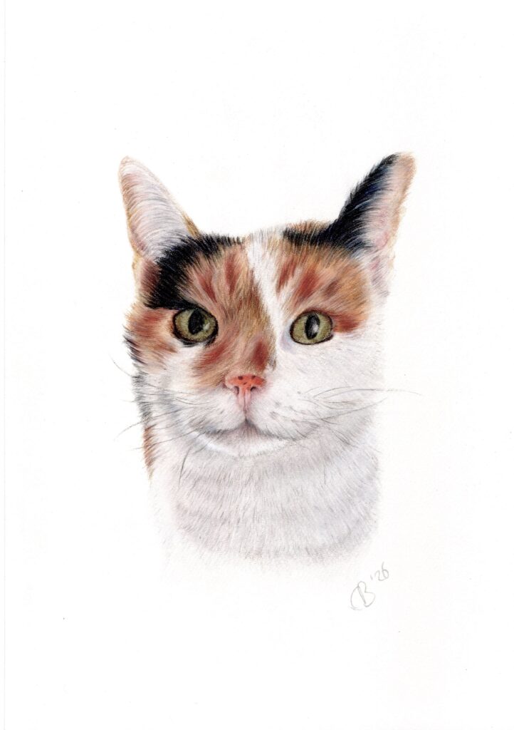 Handgetekend dierenportret: Lapjeskat, gemaakt in kleurpotlood